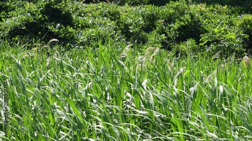 Summer Grass Swaying Gently in the Wind