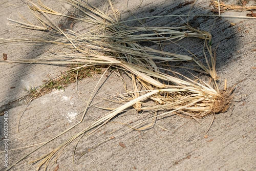 Canvas Print Dry grass lying on the concrete road during the day