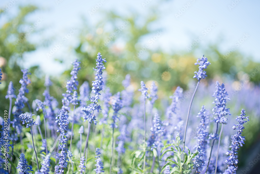 Obraz premium lavender flowers in the field