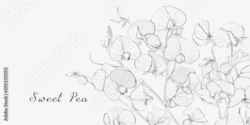 Schilderij op canvas Sweet Pea Floral Ornament Delicate Line Drawing Style