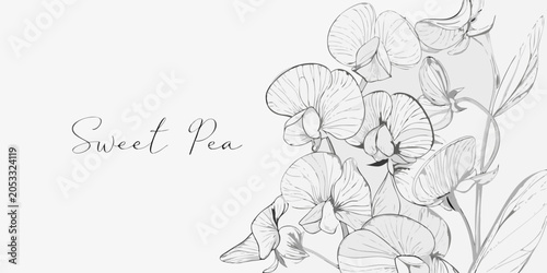 Cuadro en lienzo Sweet Pea Floral Illustration Delicate Line Art With Gray Tones