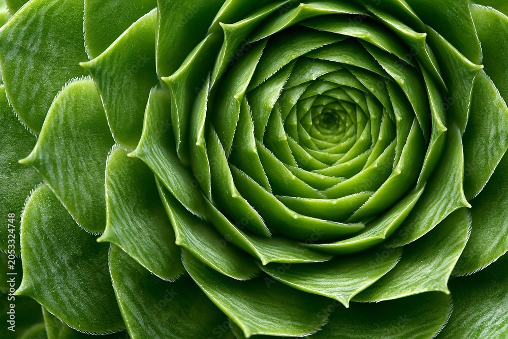 Obraz premium Close-up of green succulent with spiral leaf pattern in vivid detail. Succulent shows concentric. Leaves are glossy