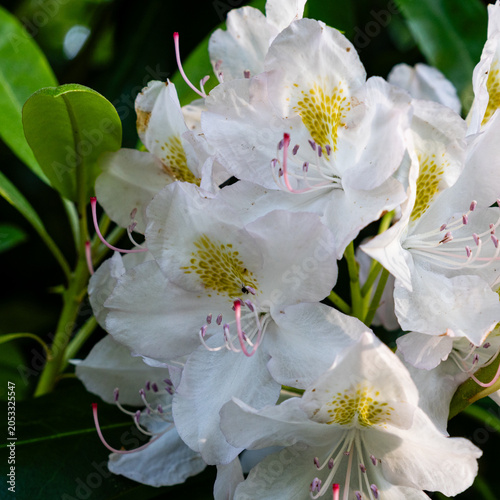 Chionoides Rhododendron white flowers blooming in spring, closeup nature view