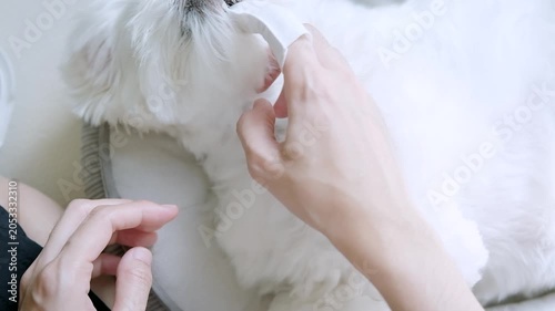 A loving owner gently brushes a relaxed Maltese dog resting on a soft bed at home in the morning, showing pet grooming, care, comfort, and family affection.