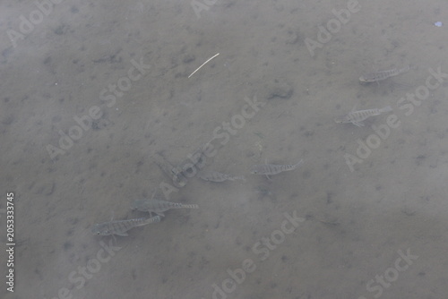 Obraz na płótnie School of small fish swimming in shallow murky water over sandy bottom