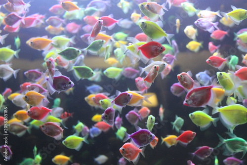 Fotografi Vibrant school of neon tetra fish swimming together in a large aquarium tank water
