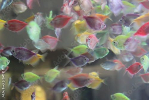 Foto Colorful neon tetra fish swimming together inside clear water of an aquarium tank