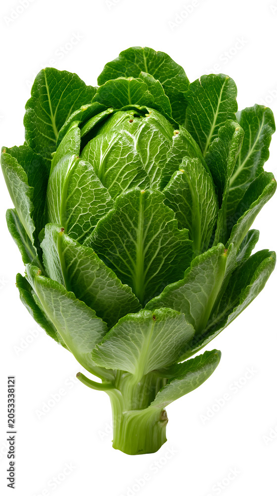Obraz premium Fresh, green cabbage with tightly packed, textured leaves and a thick, sturdy stem.