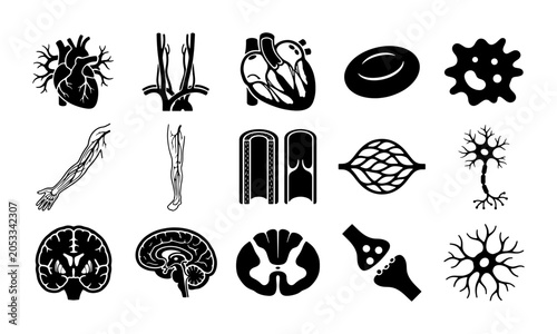 Foto Human anatomy icons set, 15 black vector symbols of internal organs and circulat