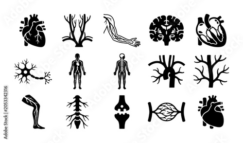 Foto Human anatomy icons set, 15 black silhouette medical symbols of internal organs