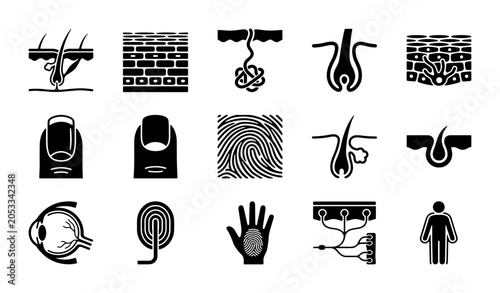 Tableau sur toile Human skin and hair anatomy icons, 15 black glyph vector set of integumentary sy