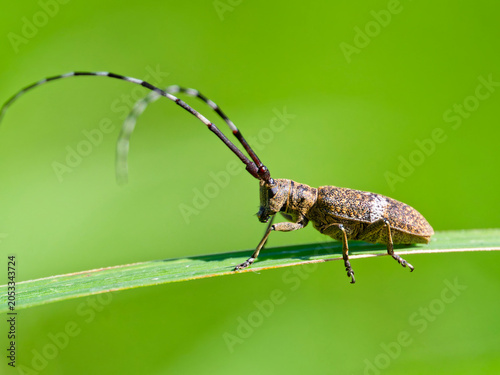 Foto カミキリムシの幼虫