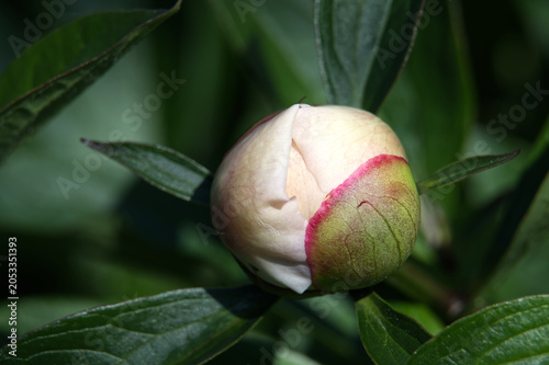 Tableau sur toile Delicate peony bud poised to bloom, showcasing its soft petals and green sepals
