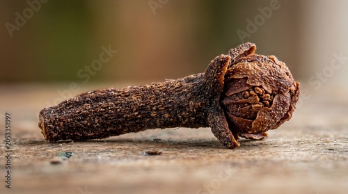 A close-up image of a dried and shrivelled caterpillar pupa attached to a rough wooden surface outdoors
