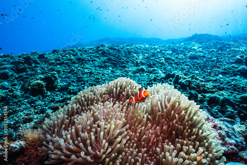 Bild auf Leinwand Sea Anemone and Clownfish in Clear Tropical Ocean Waters