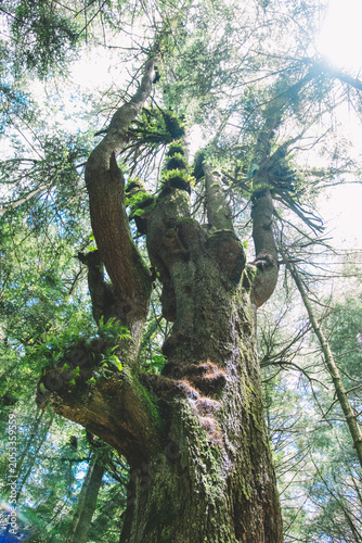 Bild auf Leinwand árbol gigante