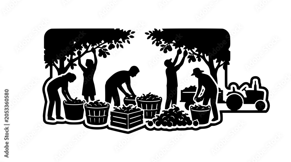 Fototapeta premium Silhouetted farm workers harvesting fruit in an orchard with tractor