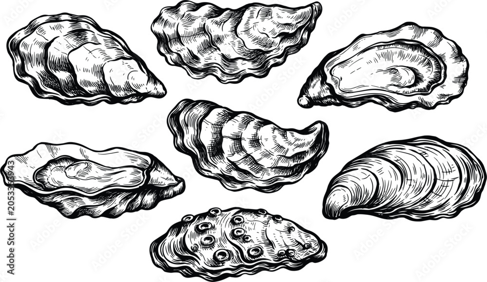 Fototapeta premium Vintage oyster shell collection engraved seafood illustration isolated hand drawn vector artwork