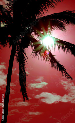Pop art surreal style of sunbeams shining through palm tree silhouette on red sky