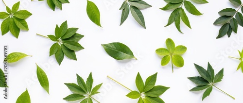 Green leaves of various shapes scattered on isolated white surface for nature or ecology concept banner