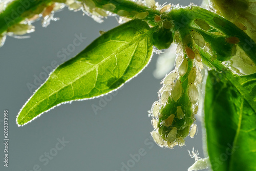 Canvastavla Insect pests, aphid, on the shoots and fruits of plants, Spider mite on flowers