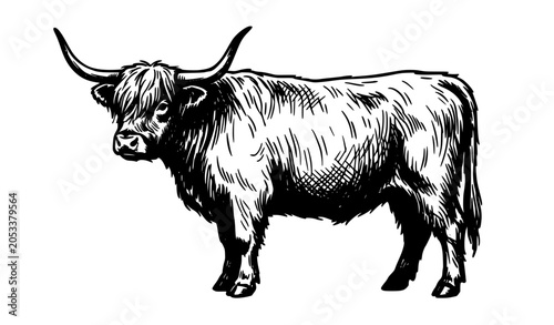 Foto Highland cow detailed silhouette hand drawn vector illustration