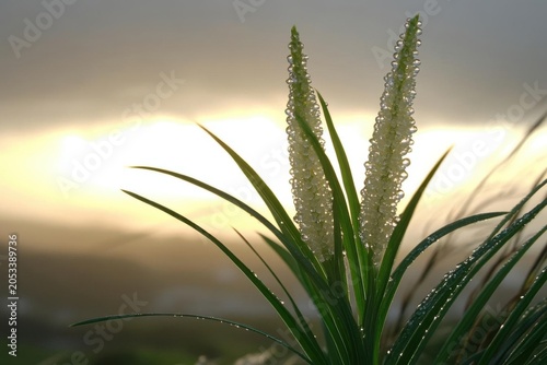 Dew Laden Ornamental Grass At Golden Sunrise