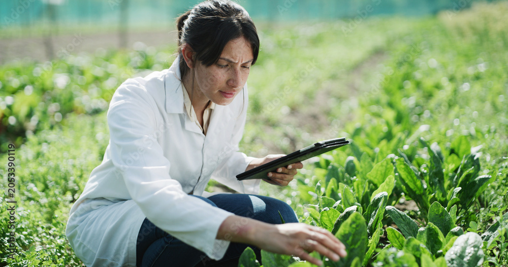 Fototapeta premium Tablet, woman and scientist with plants in greenhouse for sustainability, agriculture and agro research. Technology, eco friendly and female biologist with botany growth on farmland for horticulture.