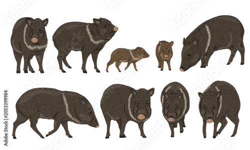 Collared peccary vector illustration character set. Cute javelina family, mother and baby icons isolated on white background. Exotic desert and rainforest wildlife animal collection for design