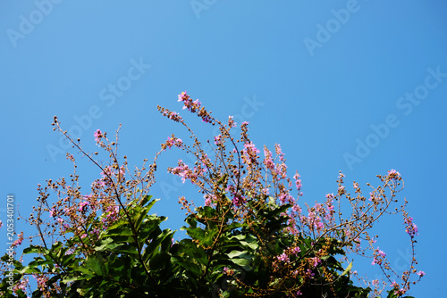 Blooming pink Judas tree flowers Cercis siliquastrum on springtime and summer under blue sky