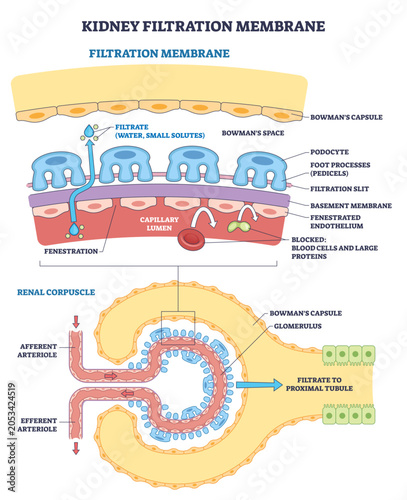 Foto Kidney filtration membrane diagram shows filtrate flow through podocyte slits ar