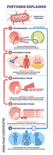 Pertussis explained shows transmission, symptom phases, and prevention, key visuals are Bordetella bacteria, coughing droplets, and vaccine syringe, summarizing disease stages, transparent background.