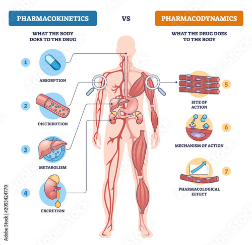 Fotografie Pharmacokinetics vs pharmacodynamics contrast, how the body handles a drug (ADME