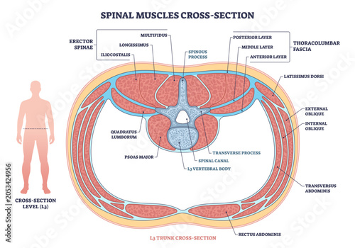 Spinal muscle cross-section shows lumbar anatomy at L3, highlighting vertebral body, spinal canal, and erector spinae for education and orientation, transparent background