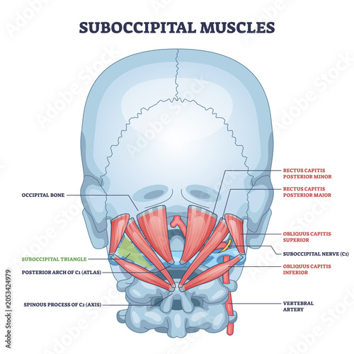 Foto Suboccipital muscles diagram showing deep neck stabilizers, highlights rectus ca