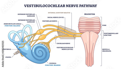 Foto Vestibulocochlear nerve pathway visualizing hearing balance signals from cochlea and semicircular canals to the brainstem, key objects, cochlea, vestibular nerve, brainstem, transparent background