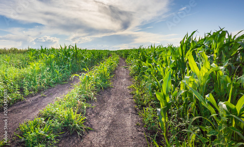 Schilderij op canvas Vibrant green cornstalks stretch into the horizon