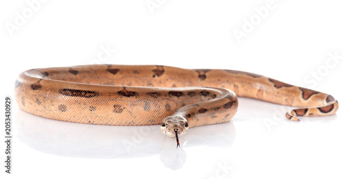 Photos boa constrictor