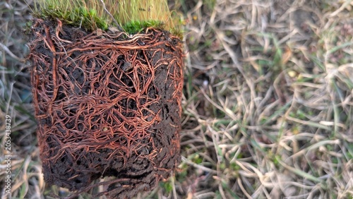 Fotografie Implementing City Renewal By Relocating Sod Plugs With Visible Roots Into Suitab