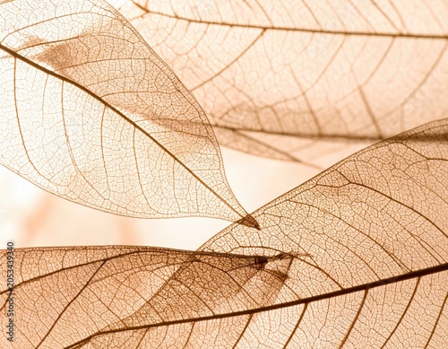 Close-up of delicate translucent leaves, showcasing intricate vein patterns and soft, neutral tones