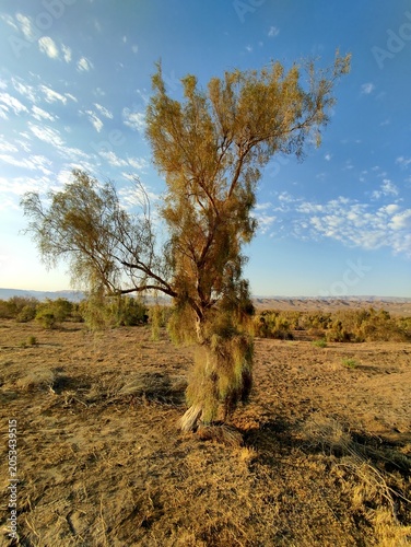 Black Saxaul or Haloxylon Ammodendron tree growing in Karakum steppe near Anau town. Turkmenistan