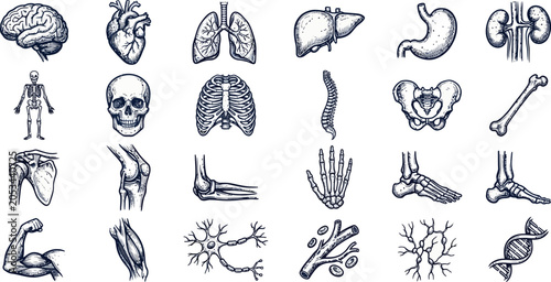 Detailed human anatomy and organs illustration set isolated on transparent background