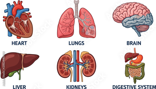 Illustration of human organs set, heart, lungs, brain isolated on transparent background