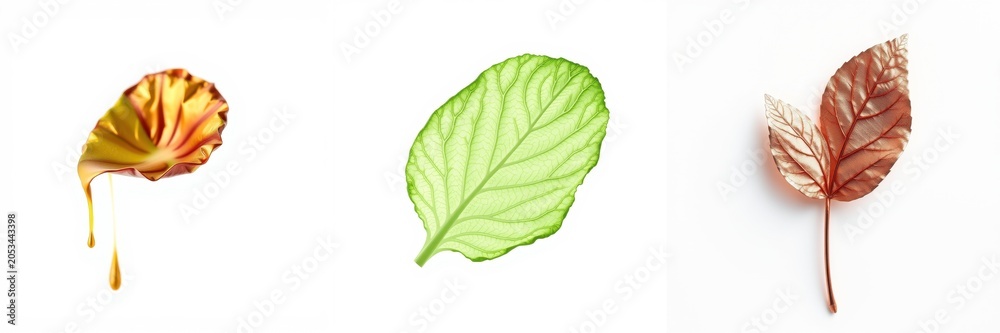 Obraz premium Three leaves shown. Colors varyyellow, green, brown. Minimalist composition, white background, simple presentation. Delicate textures visible.