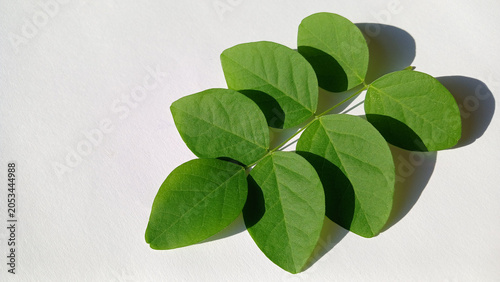 Foto The butterfly pea flower has 6 petals, light green on a white background