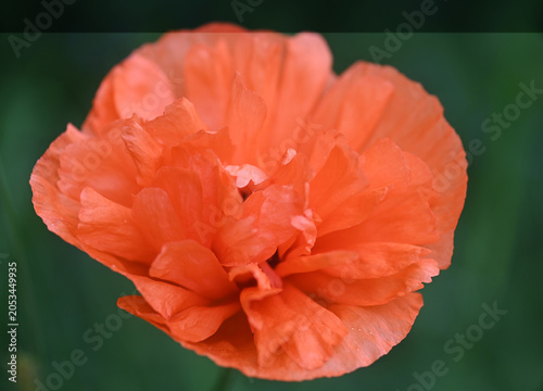 Vibrant red poppy flower core extreme close-up macro shot