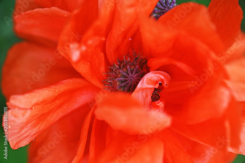Vibrant red poppy flower core extreme close-up macro shot
