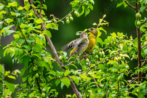 Foto European greenfinch bird feeding its juvenile fledgling on a fruit tree branch