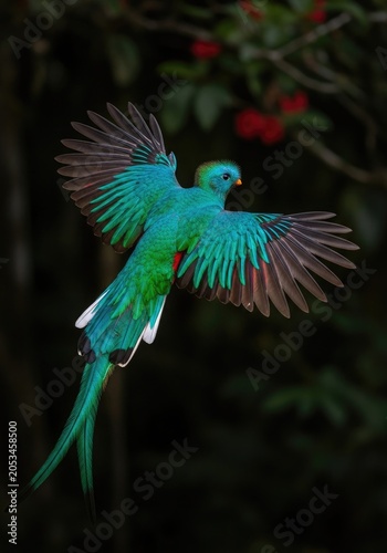 Resplendent quetzal in flight with vibrant green and blue feathers