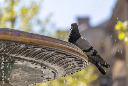Billede på lærred Low angle view of a rock pigeon perched on a city fountain with splashing water